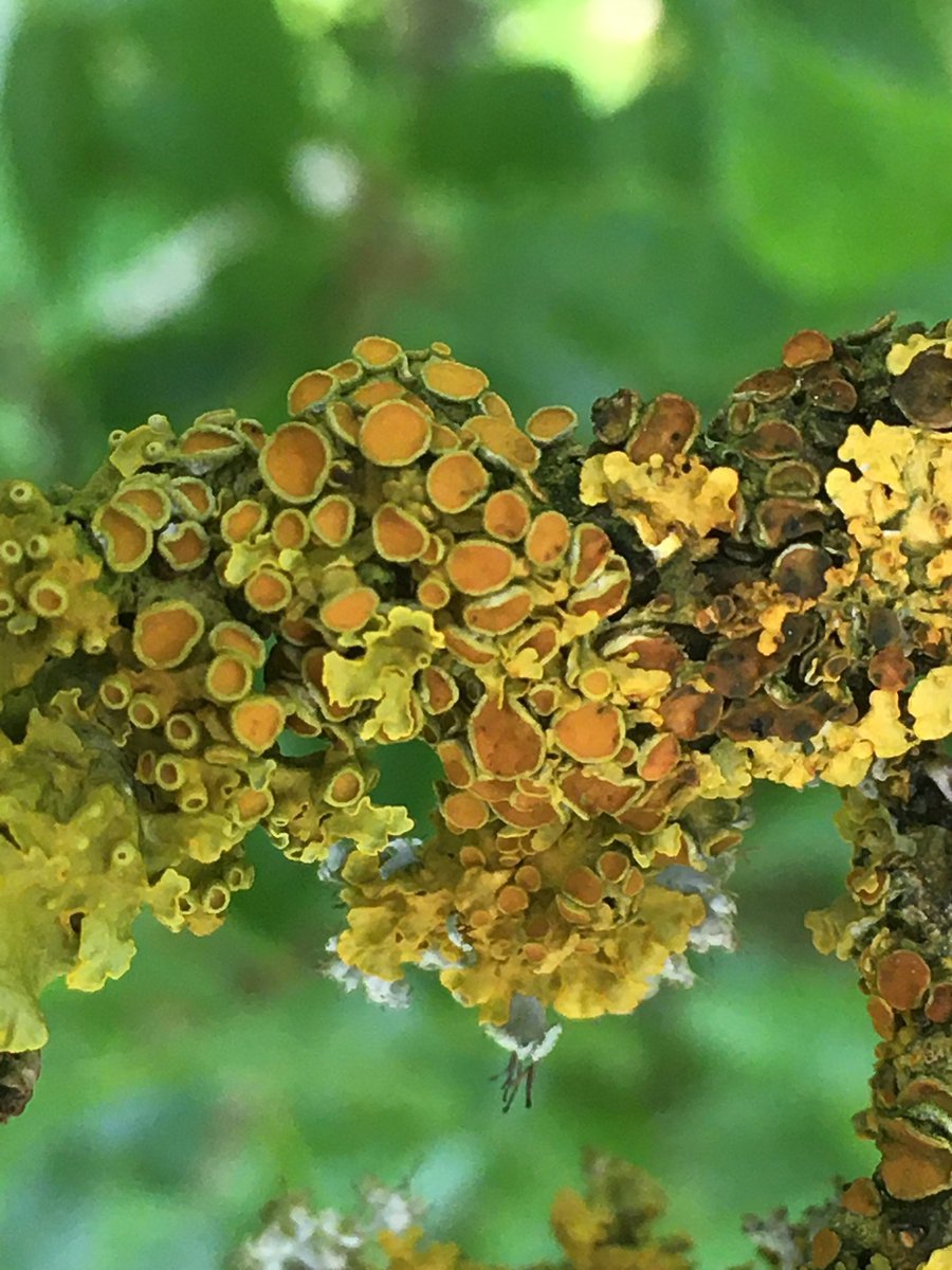 Mona_30101995's tweet photo. #fungi #lichen #NaturePhotography #biodiversity #microbeauty https://t.co/4xEksyKR5l