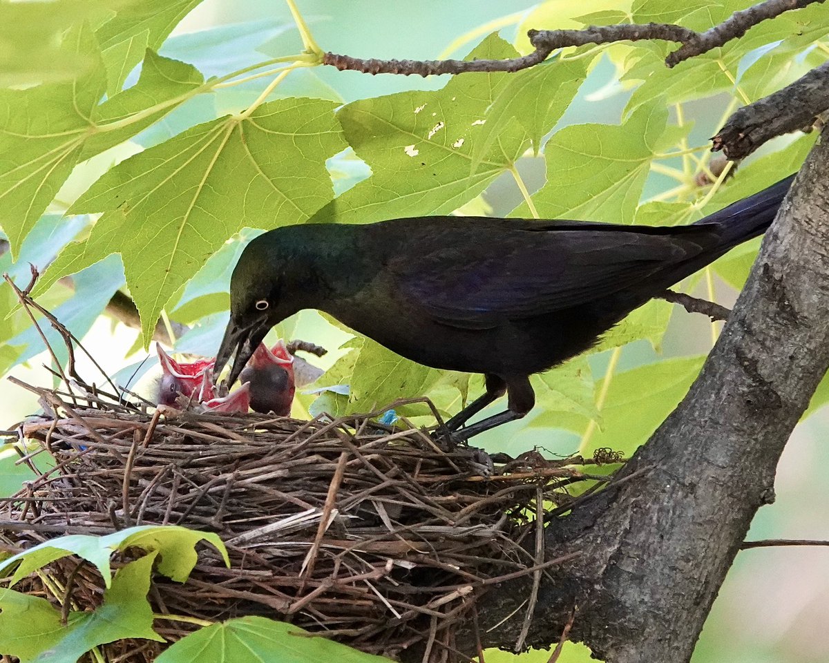 gigpalileo (@gigpalileo) on Twitter photo Common Grackle nestlings 🖤
Today by Oak Bridge <a href="/CentralParkNYC/">Central Park</a>
#birdcpp
#birding
#birdwatching Common Grackle nestlings 🖤
Today by Oak Bridge <a href="/CentralParkNYC/">Central Park</a>
#birdcpp
#birding
#birdwatching