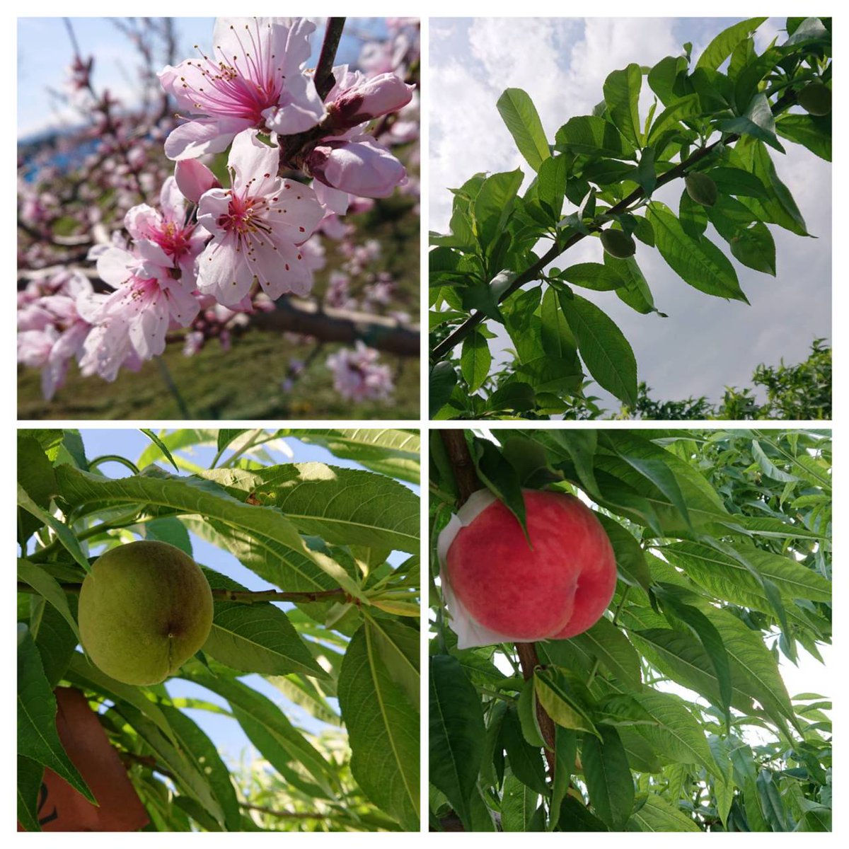 今年もやります💃
2025年
🍑第2回プレゼント企画🍑
日頃の感謝の気持ちを込めて
『夢みずき』（2キロ箱使用、家庭用）を１名様にプレゼント🎁🙌🎶

応募方法
①<a href="/hanatorifarm/">はなとりファーム⭐みんなを元気に⭐</a>をフォロー
②この投稿をリポスト

✳︎当選者へはDMで連絡します。
〆切７/５、２１時まで

#はなとりファーム