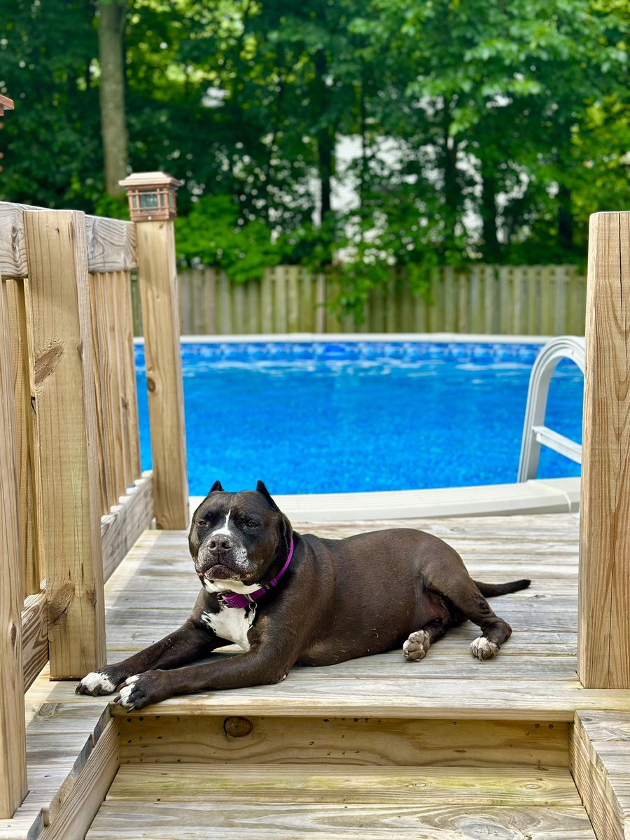 SwimMomShell's tweet image. Busy day at the office!😂 #pittbulls #spoileddog #bestie