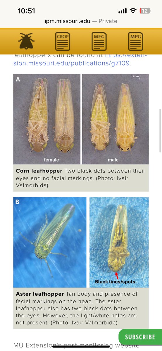 Noticing some leafhoppers in this field. With the concern of corn stunt from last year &amp; all the strong south wind and soil blowing this past weekend it’s got me vigilant. These things are hard to identify. However, I don’t believe they are corn leaf hoppers.