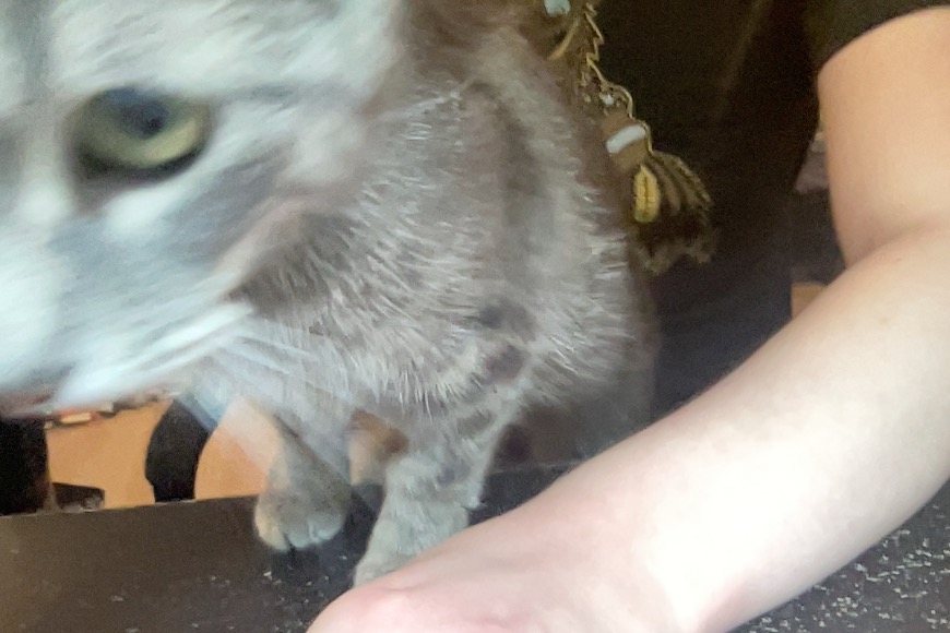 wait i haven't posted about my new cat on here sjkdhfgk. this is mira