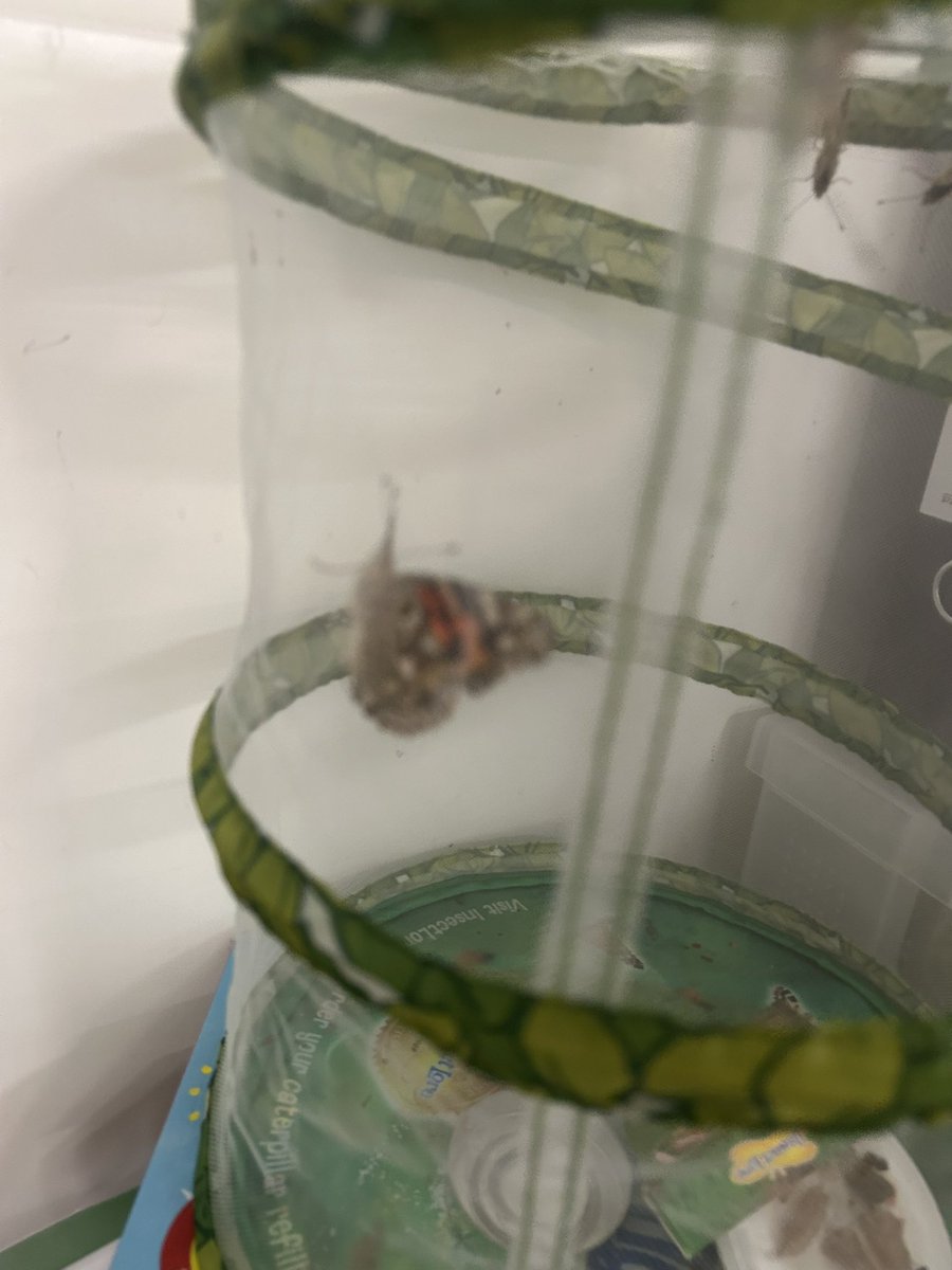 Mrs Carbery (@mrscarberyrs) on Twitter photo Nursery’s butterflies have emerged from their chrysalis! We’ve now let them go into the wild 🦋 <a href="/CliftonPrim/">CliftonPrimary</a> <a href="/CliftonCoHead/">Dr Allen</a> <a href="/CliftonSGO/">CliftonSGO</a> <a href="/MissMansor/">Miss Mansor</a> Nursery’s butterflies have emerged from their chrysalis! We’ve now let them go into the wild 🦋 <a href="/CliftonPrim/">CliftonPrimary</a> <a href="/CliftonCoHead/">Dr Allen</a> <a href="/CliftonSGO/">CliftonSGO</a> <a href="/MissMansor/">Miss Mansor</a>