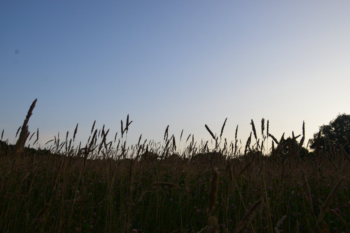 Evening walks are the best way to recover after a long day of work!