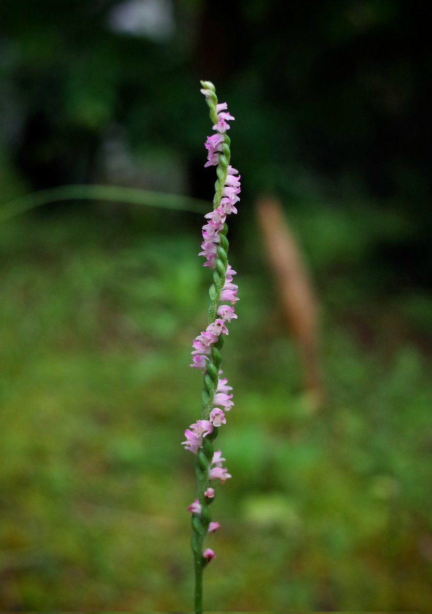 拙宅にも
二株
ネジバナ