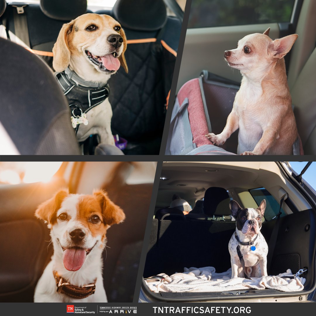 TNHSO's tweet image. A pet roaming around a moving vehicle can be distracting, putting themselves and you in danger. To travel safely this summer with your pets, put them in the back seat or cargo area with a crash-tested harness, or a sturdy, well-ventilated crate. #HelpingYouArrive