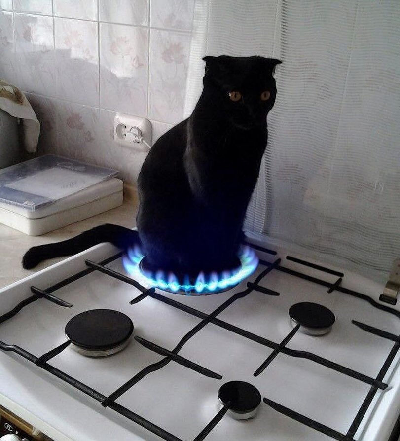 Black cats are not bad luck (@visualscat) on Twitter photo 