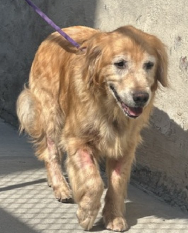 NMBewitched's tweet photo. 😔His name was Wishbone😔
Instead of giving him dignity &amp; respect 
Holding his paw why he passed 
You dumped your terrified #Senior at a Kill Shelter
Probably went for coffee 
Well he gave up
Humanely euthanized for medical issues 
Congrats you killed him 
Hope your kids see this https://t.co/mf6gxsfrnk