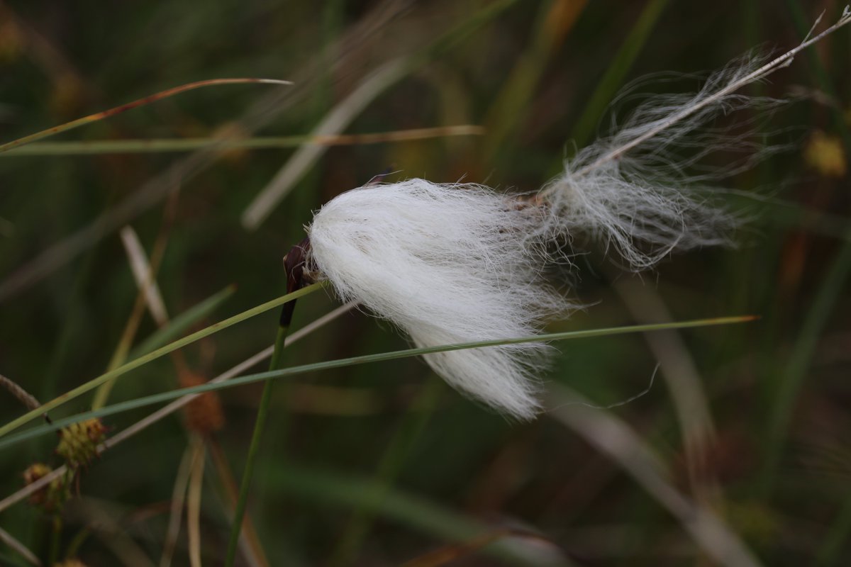 Bog Cotton
Common Cottongrass
Eriophorum angustifolium
Ceannbhán

AKA Common Cottongrass

This native plant is generally found on bog land or peaty ground.

Its flower is coloured white &amp; grows from tallish stems.

A wonderful plant.

#WildflowerHour