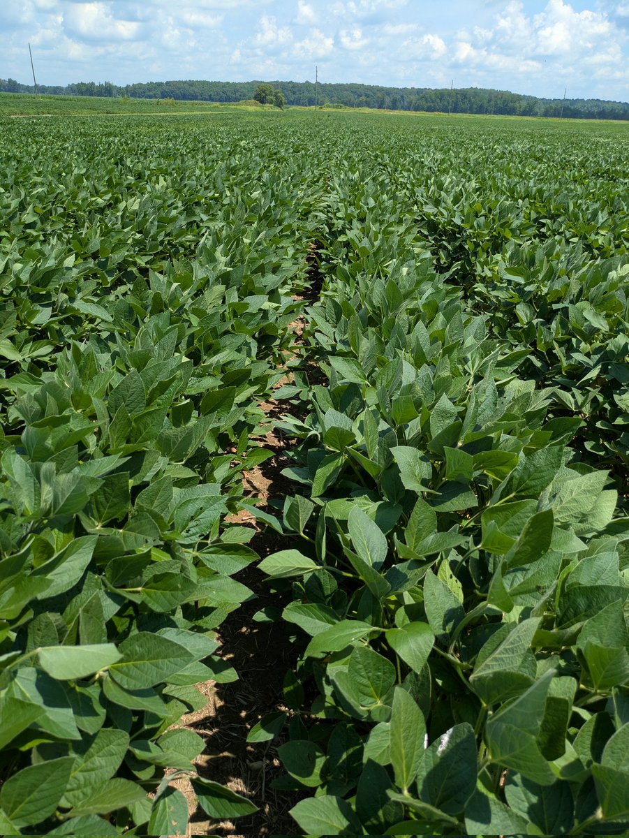 Love me some 30" beans. Switched the entire operation to 30" and InFurrow applications! 🔥 
#balancednutrition