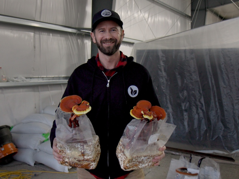 A remarkable story of an environmental hero: the Iowa farmer who went from hog farming to mushroom farming,  Mothering Earth: mothering-earth.com #CAFOs #farming #farmers #mushroomfarm #mushrooms #hogfarm #motheringearth