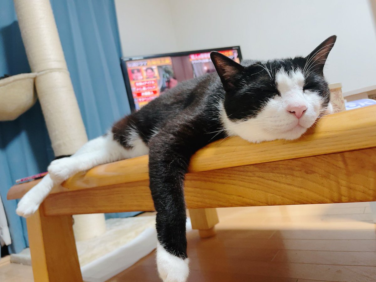 ( ✧Д✧) ｶｯ ⇒ _(¯꒳​¯ _ )ｽﾔｧ...

 #ねこ  #ねこと暮らす 
 #猫好きさんと繋がりたい