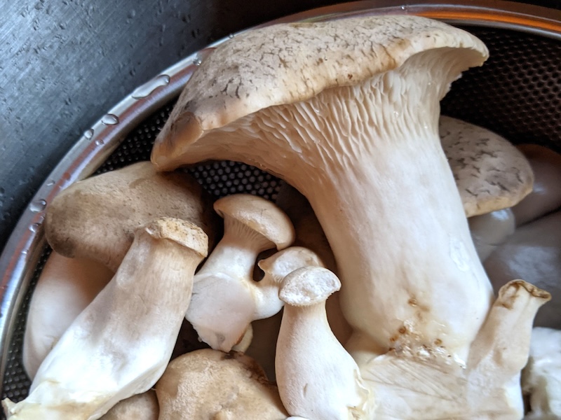 A remarkable story of an environmental hero: a farmer who went from hog farming to mushroom farming,  Mothering Earth: mothering-earth.com #CAFOs #farming #farmers #mushroomfarm #mushrooms #hogfarm #motheringearth <a href="/MercyForAnimals/">Mercy For Animals</a>