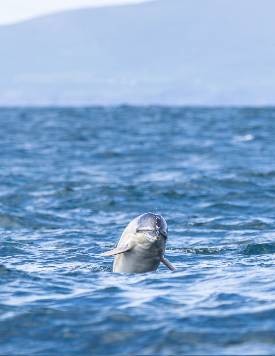 dunbar44's tweet image. A few more images from my recent trip to Dingle