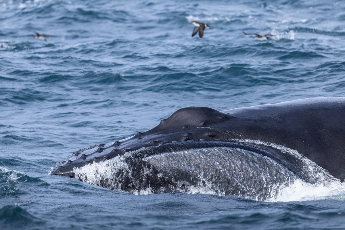 dunbar44's tweet image. A few more images from my recent trip to Dingle