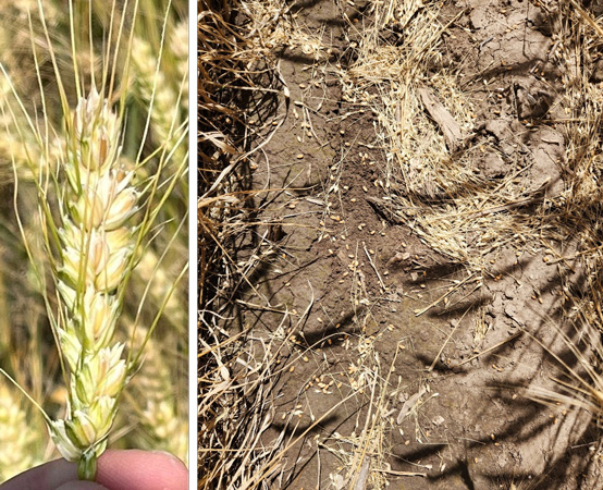 WKREC (@kstatewkrec) on Twitter photo ⏳ Harvest delays, rain, and wind are adding pressure to the 2025 Kansas wheat season.
Only 20% harvested so far—well below average.
This week’s <a href="/KStateAgron/">K-State Agronomy</a> eUpdate dives into the causes, consequences, and what producers need to watch for:
🌾 bit.ly/4epzOJV ⏳ Harvest delays, rain, and wind are adding pressure to the 2025 Kansas wheat season.
Only 20% harvested so far—well below average.
This week’s <a href="/KStateAgron/">K-State Agronomy</a> eUpdate dives into the causes, consequences, and what producers need to watch for:
🌾 bit.ly/4epzOJV