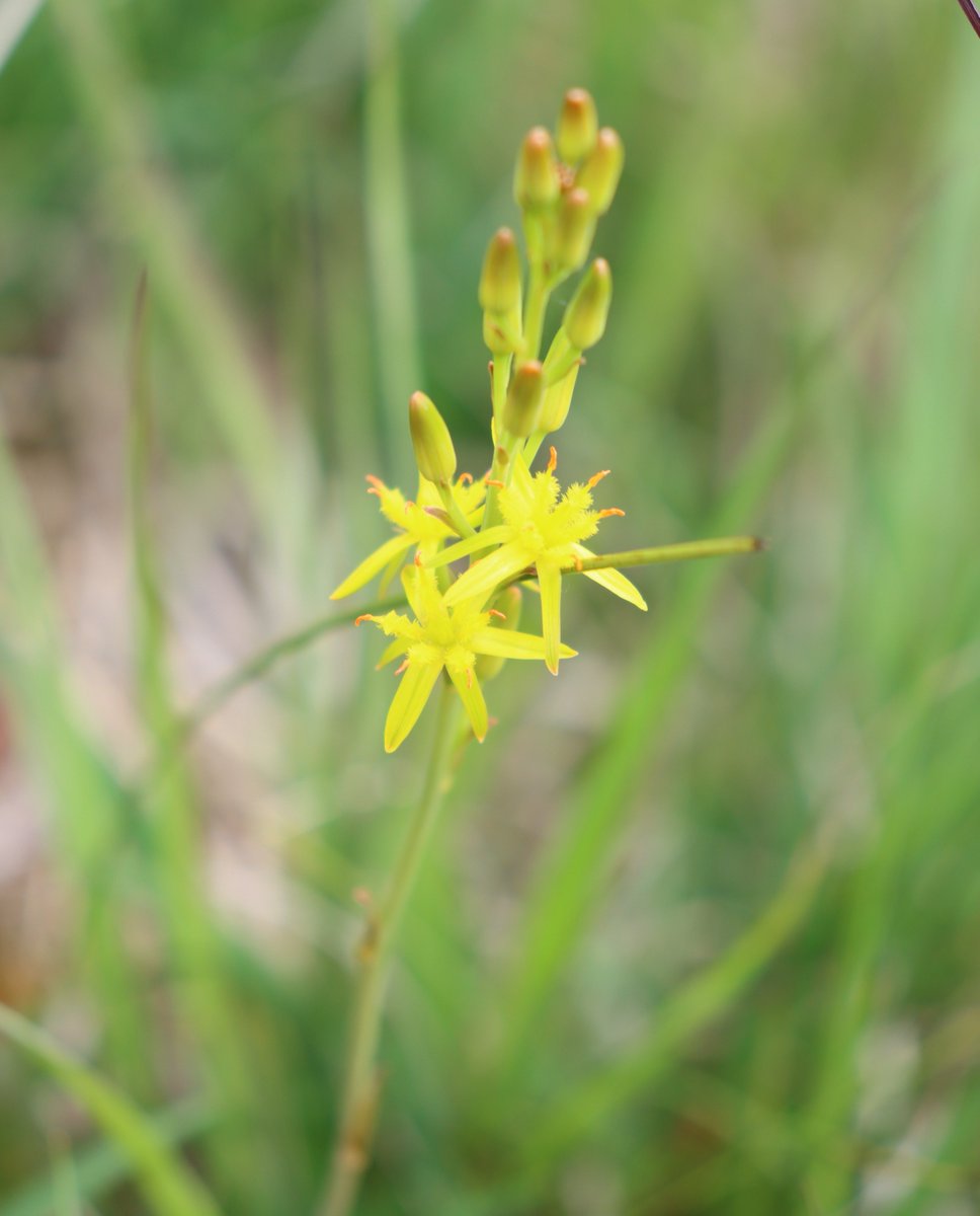 Bog Asphodel
Narthecium ossifragum
Sciollam na móna

This is a native perennial golden yellow star-shaped plant with orange tips &amp; grows on bogs.

Grows quite tall &amp; blooms July - August. 

The plant turns dark orange-brown colour &amp; can persist into late autumn.

#WildflowerHour