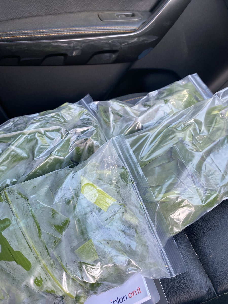 Rhys (@rhysllwydfaen) on Twitter photo Sampling forward maize crops for plant nutrient levels - Opportunity to optimise nutrition pre tasseling when applying foliar Nitrogen <a href="/ProCamUK/">ProCam UK</a> <a href="/FieldOptions/">Field Options</a> Sampling forward maize crops for plant nutrient levels - Opportunity to optimise nutrition pre tasseling when applying foliar Nitrogen <a href="/ProCamUK/">ProCam UK</a> <a href="/FieldOptions/">Field Options</a>