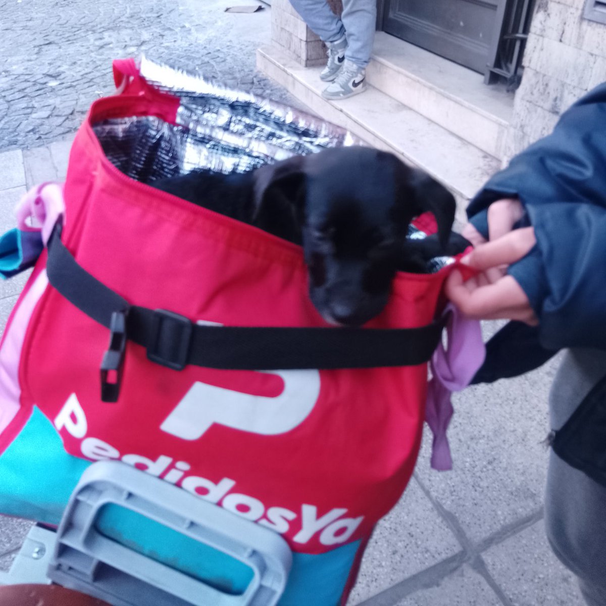 balcanizada's tweet photo. Me dan RT? 
No saben a dónde llevarla y tiene mucho frío para quedarse sola en la calle. https://t.co/1ebcXVaBCV