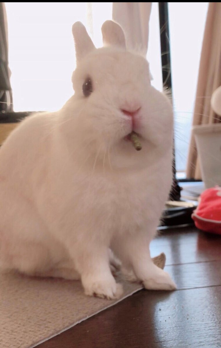 咥えペレットが今日も渋い🐰です✨🌱