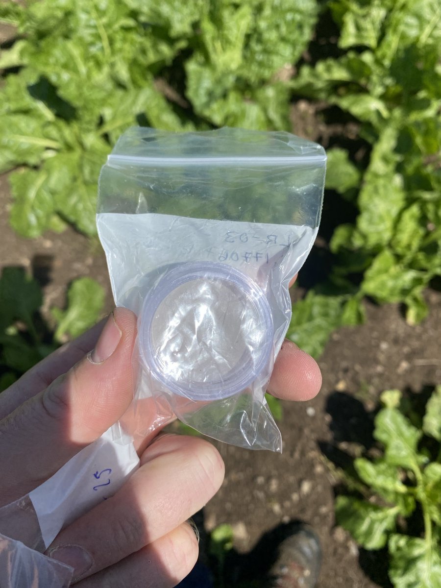 Rhys (@rhysllwydfaen) on Twitter photo weekly change on the Spornado Cartridge. Assisting the <a href="/EarlhamInst/">Earlham Institute</a> with beet disease research. They are also monitoring a local site with Sea Beet to compare what is happening in field vs nature. Pleased to provide them with 3 sites in N West & N Wales <a href="/ProCamUK/">ProCam UK</a> weekly change on the Spornado Cartridge. Assisting the <a href="/EarlhamInst/">Earlham Institute</a> with beet disease research. They are also monitoring a local site with Sea Beet to compare what is happening in field vs nature. Pleased to provide them with 3 sites in N West & N Wales <a href="/ProCamUK/">ProCam UK</a>
