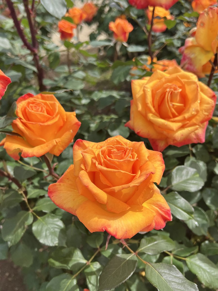 皆さん おはようございます😃!
🥀クリス エバート
