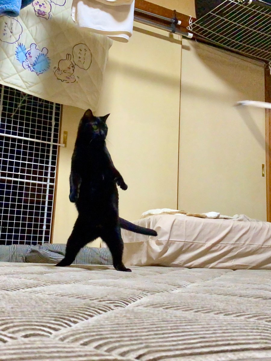 立ち姿堂々とし過ぎてて惚れる
#ねこのいる暮らし #黒猫教