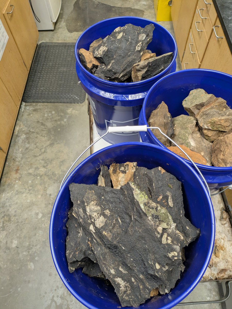 Grieco Lab tweet media