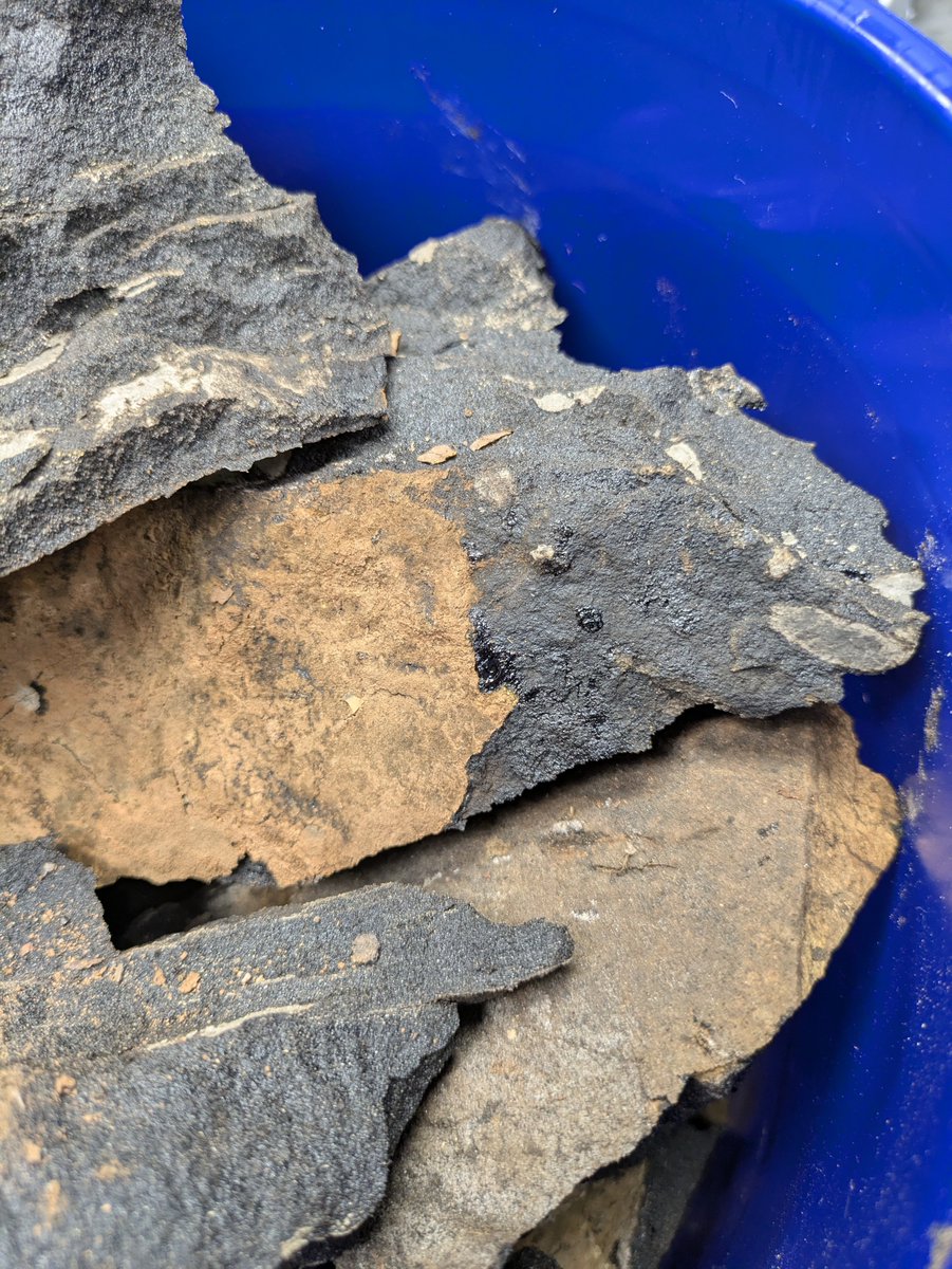 Grieco Lab tweet media