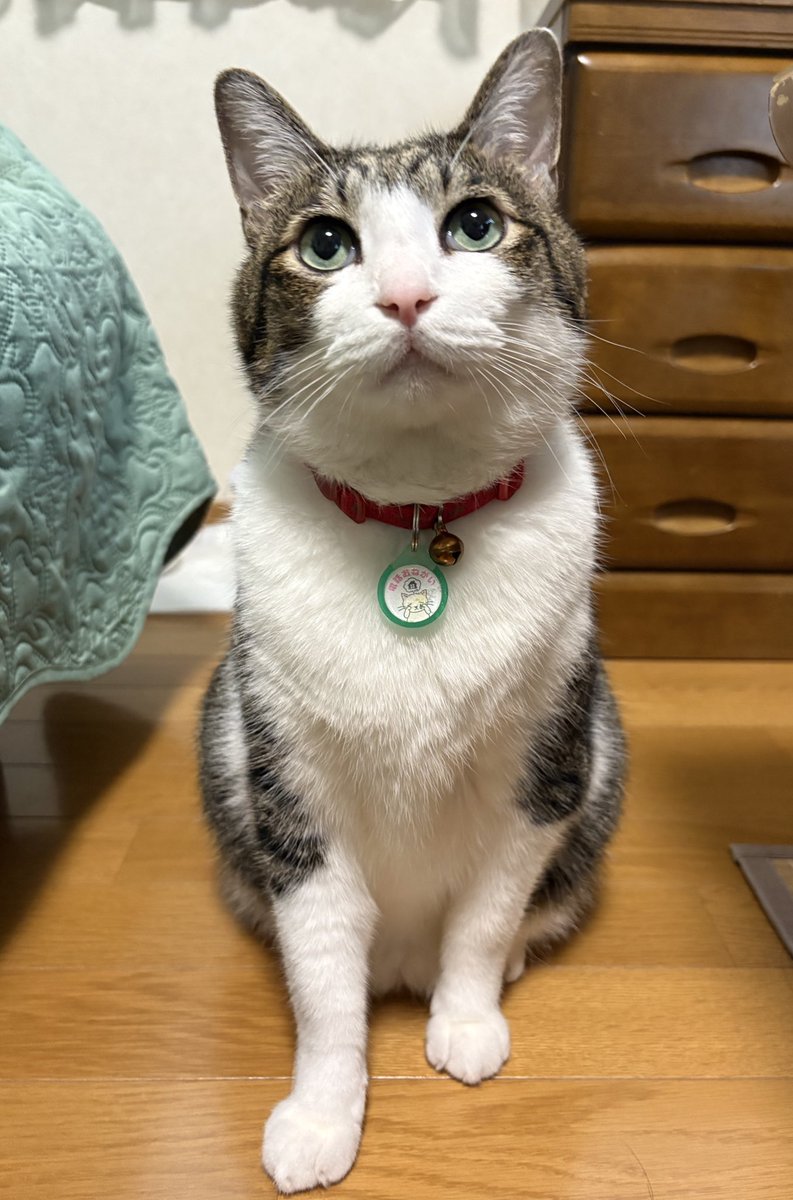 🐈‍⬛櫻🐕‍🦺🐾 on X: 