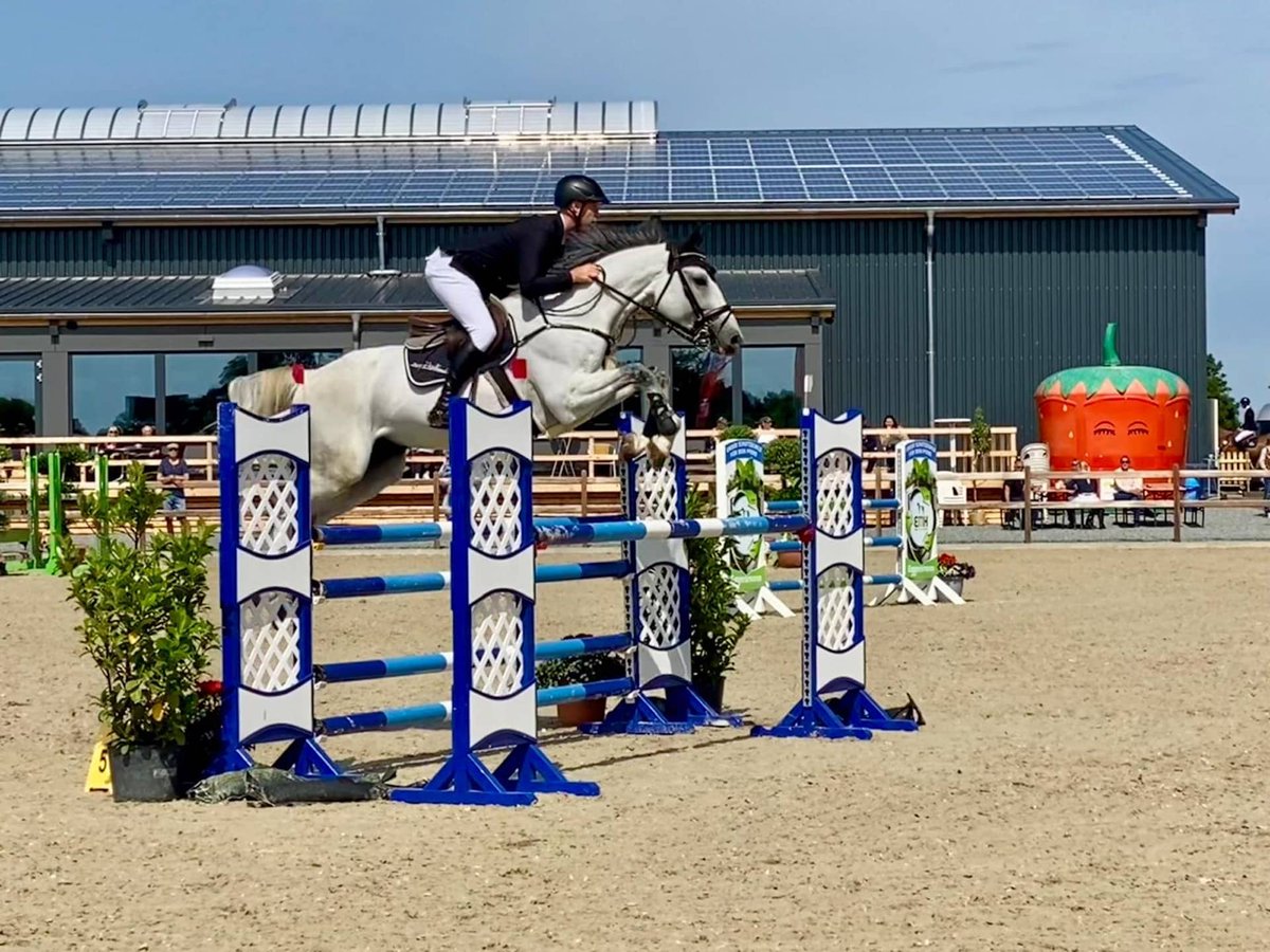 Kellie Allen erste Siegerin - Hünickes Comeback und Rüder-Geburtstag 
horseweb.de/2025/06/26/kel… 
#FehmarnpferdeFestival