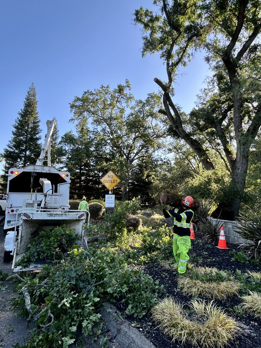 TwinCities_Tree's tweet image. Another day, another tree expertly handled by the Twin Cities Tree Service team! Safety, precision, and care. It’s what we bring to every job. Serving Northern California.
Call today for your free estimate!
(530) 755-1067
#TwinCitiesTreeService #TreeCareExperts #TreeRemoval