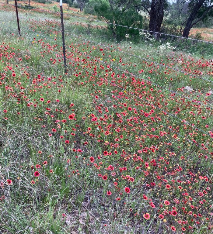 #wildflowers #Texas #WildFlower #WritingCommunity #authorcommunity #Christianfiction #author #5amwritersclub 
In the spring I think Bluebonnets are my fave. Then Coreopsis come along, and they're my fave. Now it's the Firewheels!🌸
(And now it's time to write!)✍️