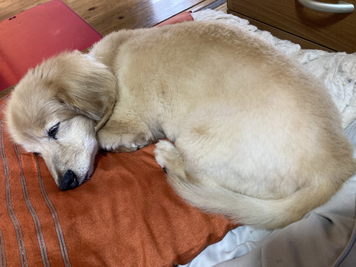 ねーむーいーよー

もうじき１８歳、たっぷり寝て元気をチャージ中

#ミニチュアダックス
#秘密結社老犬倶楽部