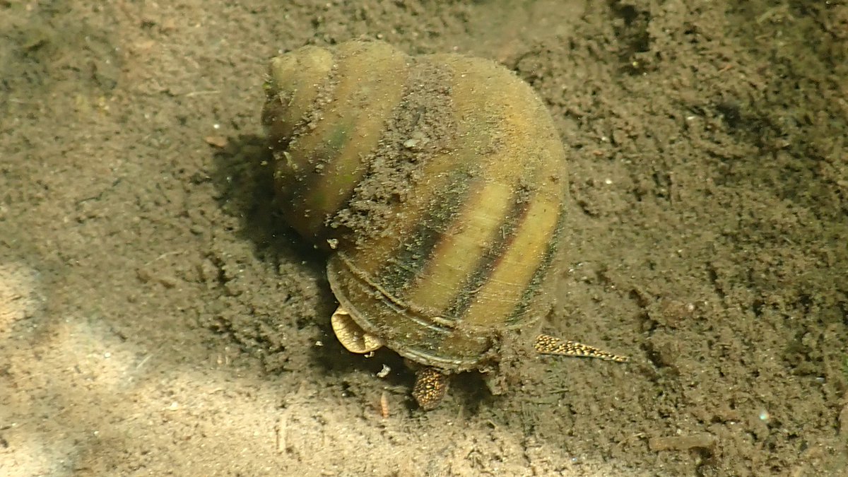 numenini's tweet photo. The Little Ouse at Lakenheath is patrolled by droves of Common River-snail (Viviparus viviparus). No idea what's going on with top one? Seems to have taken leave of its shell. Looks painful. The banks are sadly riddled with excavations of #invasivealien Signal Crayfish. 17/24 https://t.co/X9XjkfzJs8