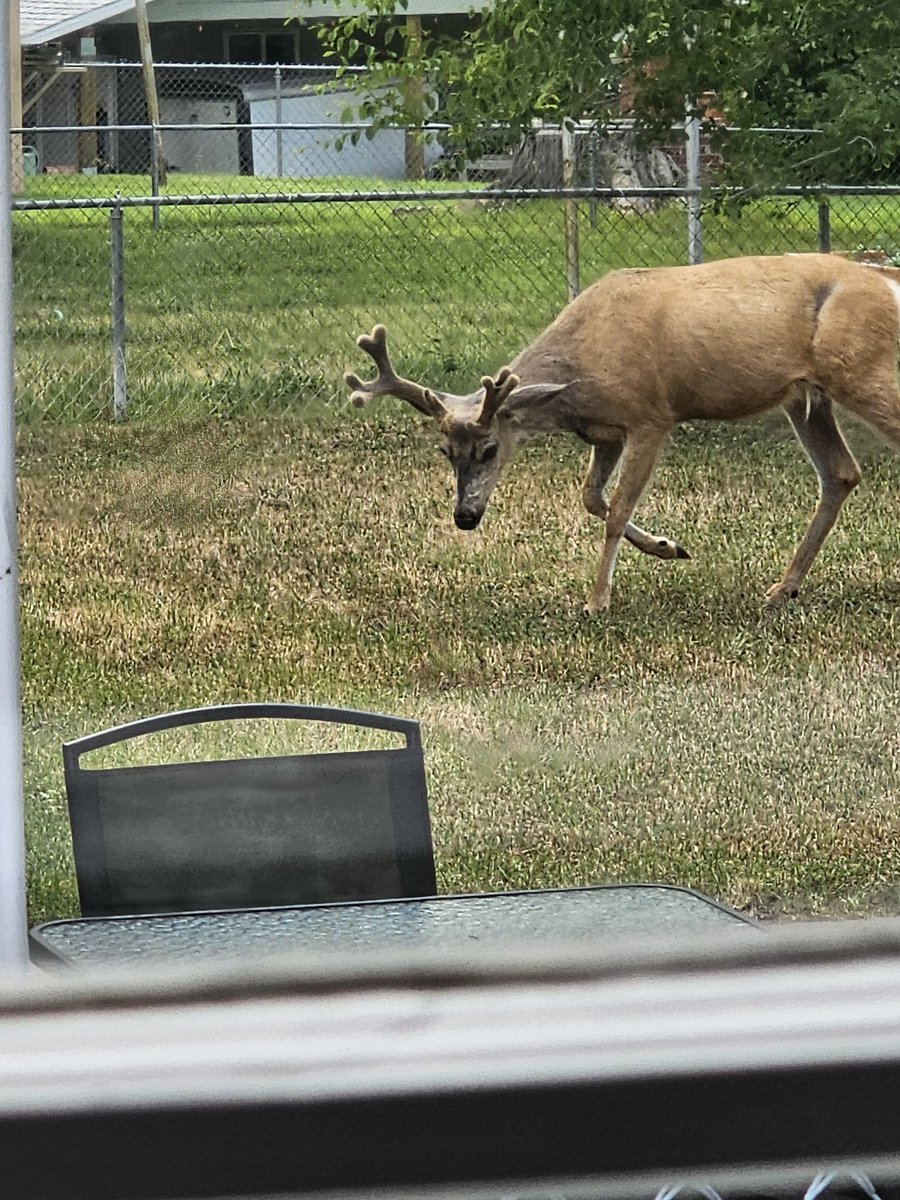 Look pals!!   We have some visitors right next door!  So exciting!