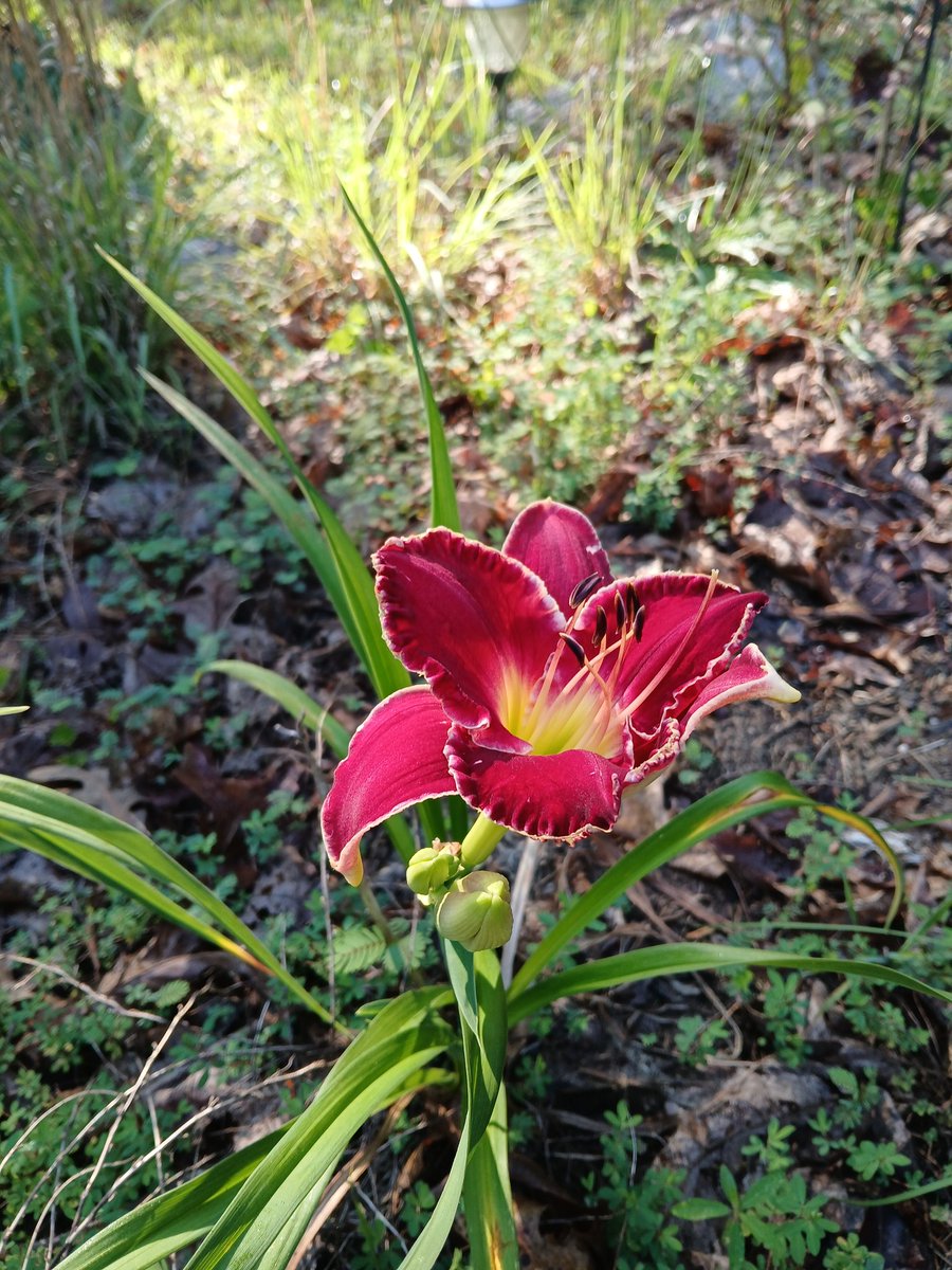 Zakkthemaniac's tweet image. Beautiful flowers, shirt from the Metallica concert. Love my Pantera