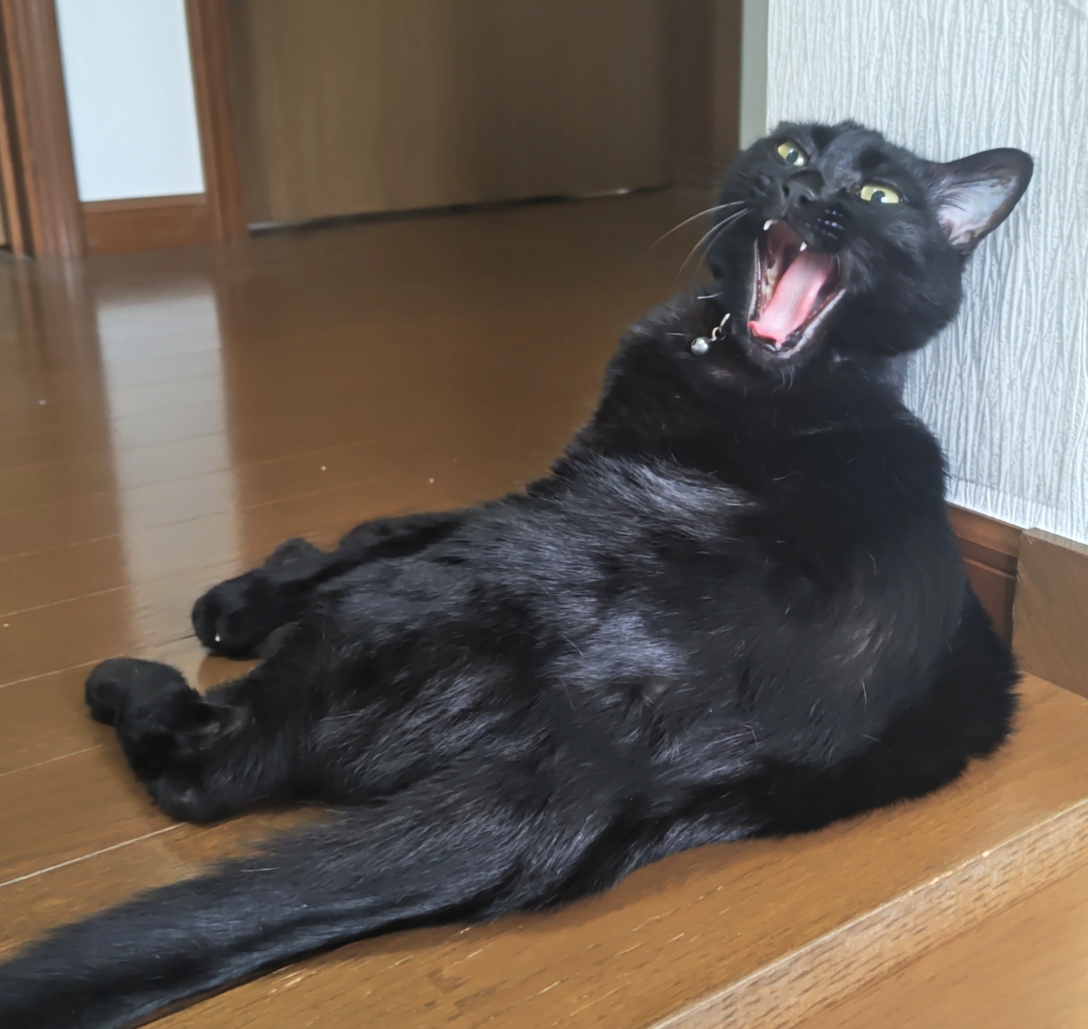 ♡黒猫様専用♡ 甘 - チャーム