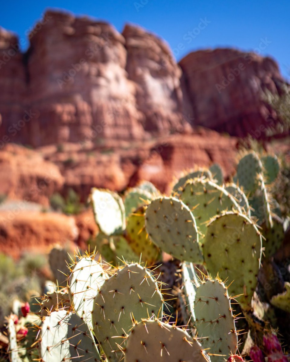 🌵 Prickly Pear Cactus, Sedona 🌵

Did you know? Prickly Pear are in fact edible, despite their spiky appearance. The savory pad can be cooked/grilled, called nopales, and the fruit can be made into syrup for jams, jellies, and margaritas!

visitsedona.com