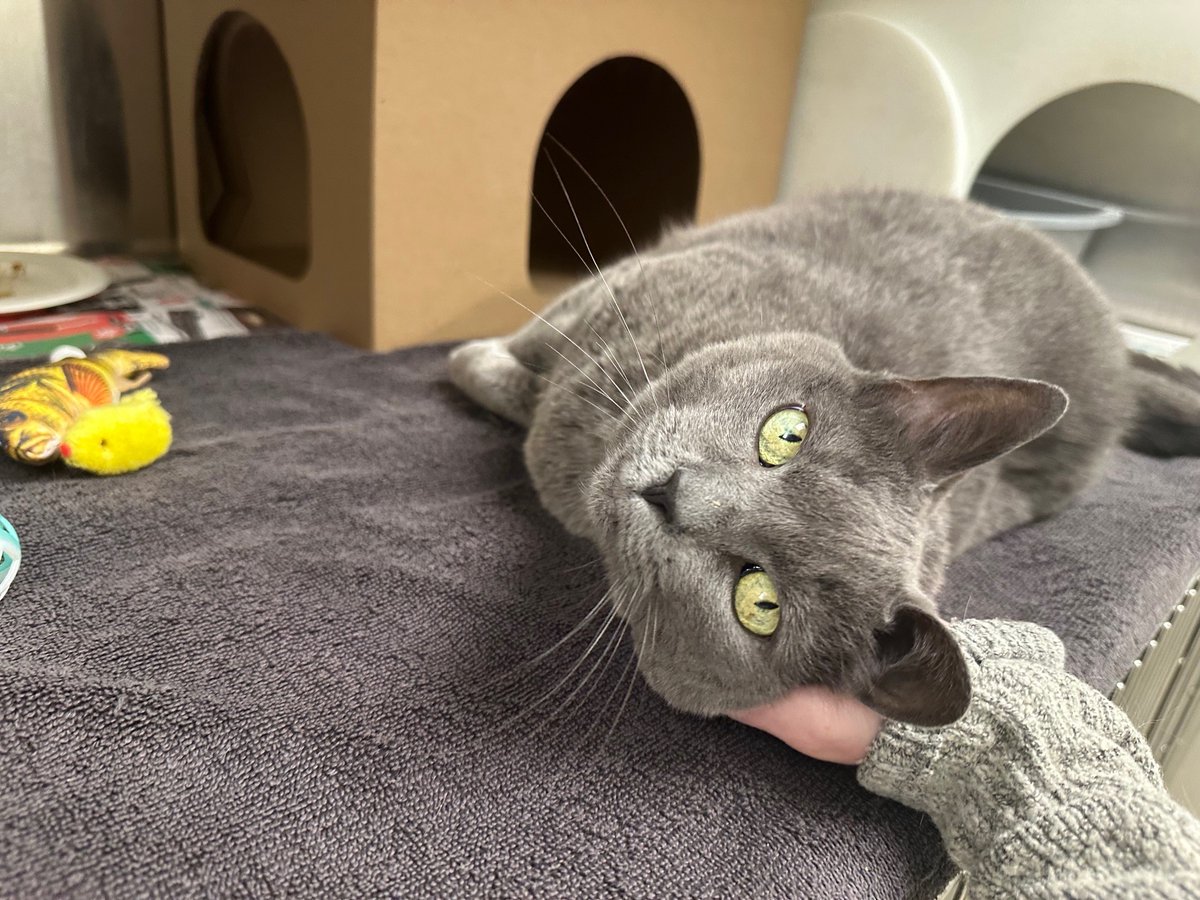 Ottawa Humane Society (@ottawahumane) on Twitter photo Meet Kandii! This sweet 10-year-old kitty is looking for her purrfect match. Kandii is affectionate, talkative and incredibly social. She loves to be where her people are and will happily follow you from room to room. 
Adopt Kandii: ow.ly/V8FR50Wh59V Meet Kandii! This sweet 10-year-old kitty is looking for her purrfect match. Kandii is affectionate, talkative and incredibly social. She loves to be where her people are and will happily follow you from room to room. 
Adopt Kandii: ow.ly/V8FR50Wh59V