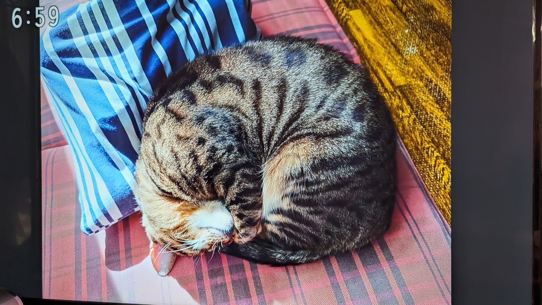 ねこ ダストボックス サングラス | わちふぃーるどオンラインショップ