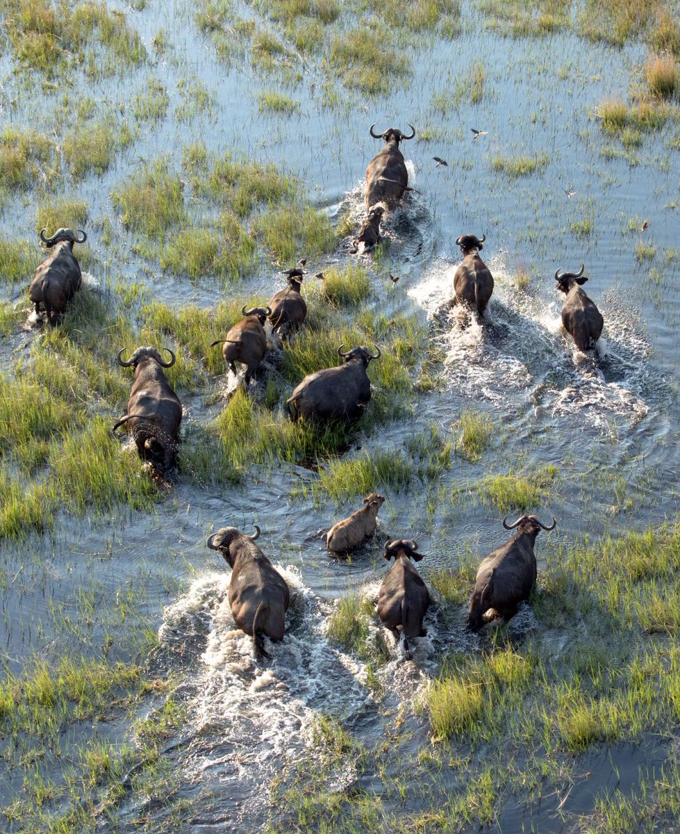 SoEarthen's tweet photo. Okavango Delta #BuffaloHerd #Wildlife https://t.co/x5VVolHp76