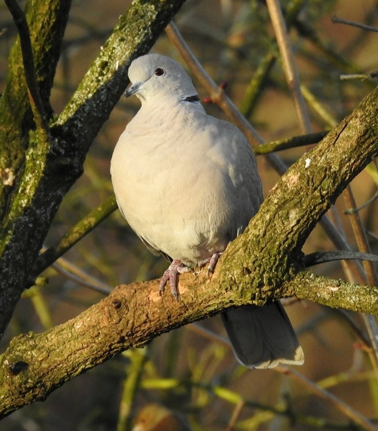 a_london_pigeon's tweet image. 📷  Anji @Anji_Catlin #January2019 
Collared Dove (Streptopelia decaocto) at Calke Abbey, posing in the warm afternoon sun #Derbyshire