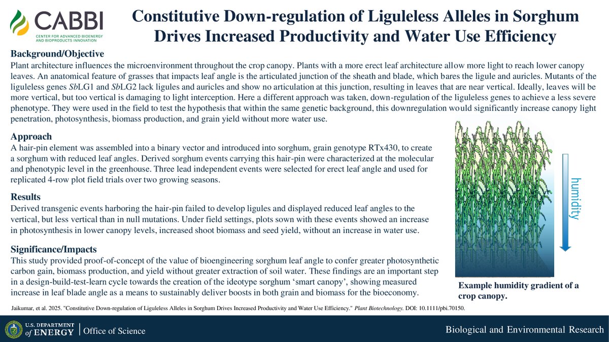 CABBIbio's tweet image. CABBI researchers at @UofIllinois and @UNLincoln demonstrated the value of bioengineering #sorghum leaf angle to confer greater photosynthetic carbon gain, biomass production, and yield without increased water use.
Paper in @PlantBiotechJ:
📰 onlinelibrary.wiley.com/doi/10.1111/pb…