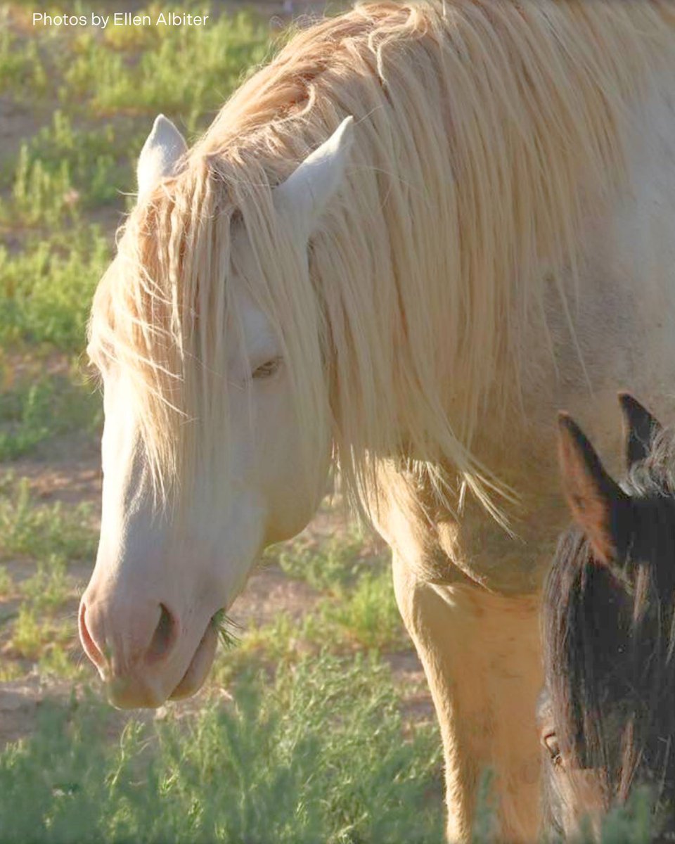 Horse Colors Part 2: White horses 🐴 

Cremellos/Perlinos/Smoky Creams - they can be difficult to tell apart without a DNA test, but we think they are beautiful regardless!

With their pink skin and blue eyes, they are a stunning sight to see on the range ✨