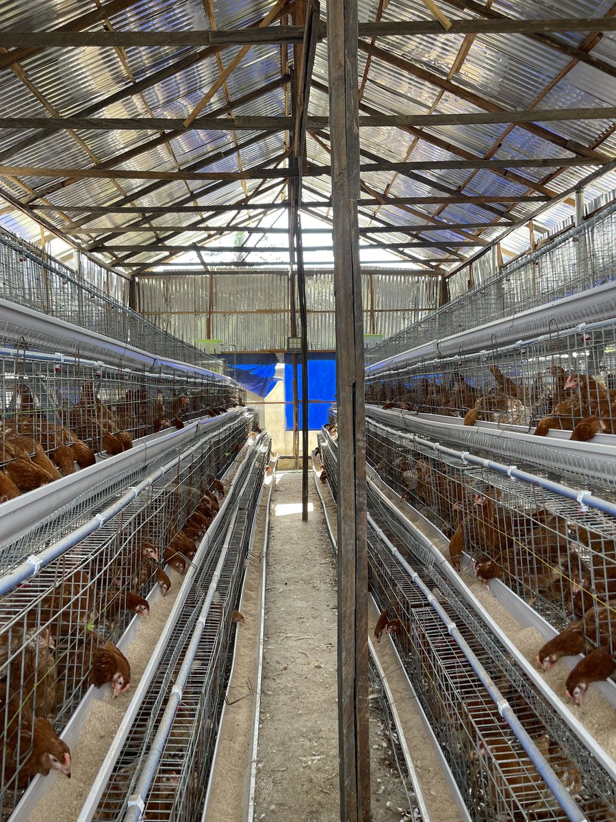 Jeystuff's tweet photo. Our 3000 capacity egg laying birds 
At De Jess Farms https://t.co/Zel15Oj2an