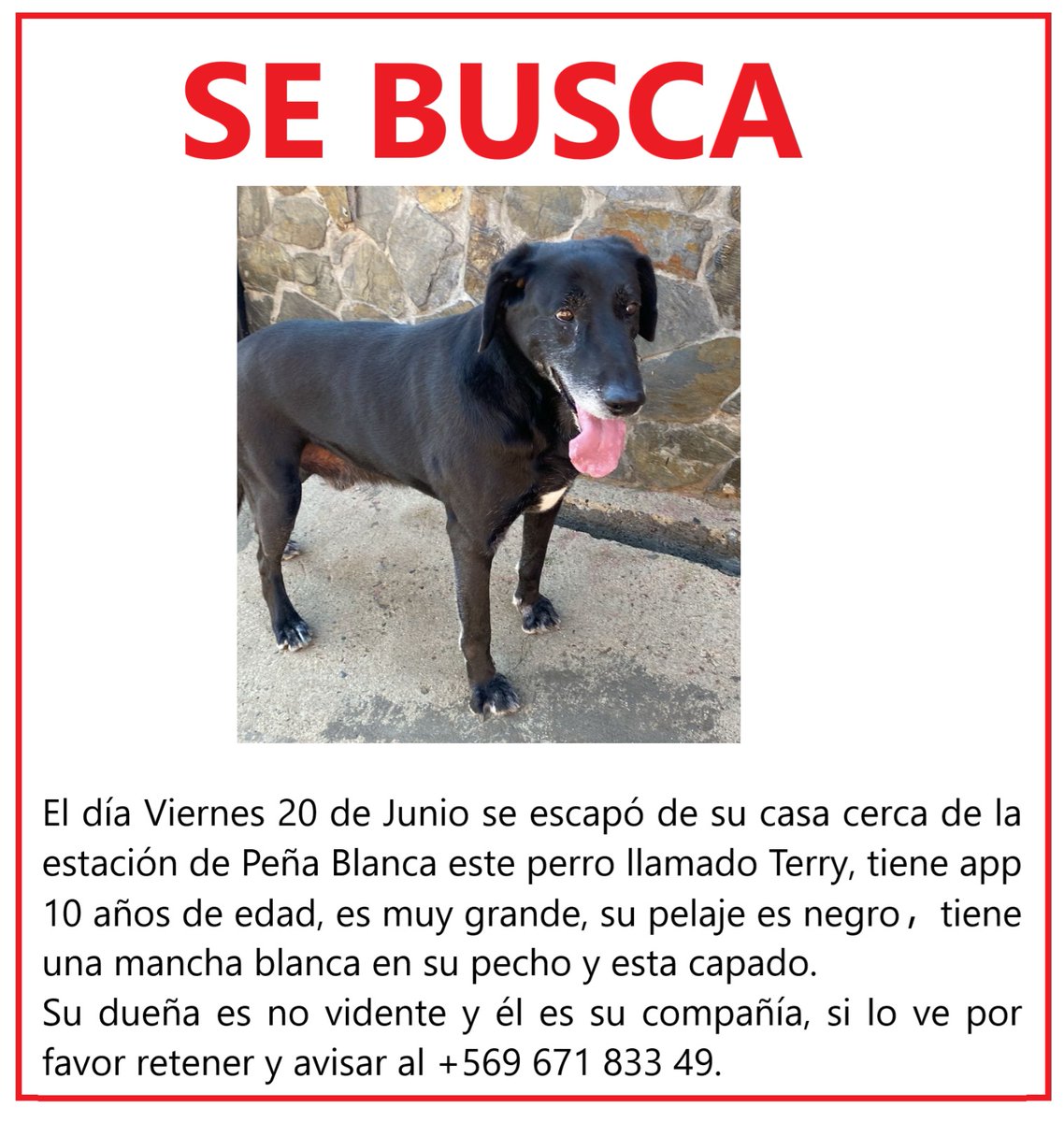 BrendaEtchegar1's tweet photo. Peñablanca, Villa Alemana, Quilpué,Viña Valparaíso, se busca a Terry, si lo ven retener 🙏🙏🙏 56967183349 https://t.co/z66I24LK2h