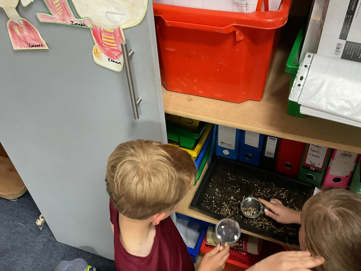 PDA_Y2's tweet image. Developing our working scientifically skills as we observe our plant investigation on day 3. #pdascience 👀⭐️👀⭐️👀