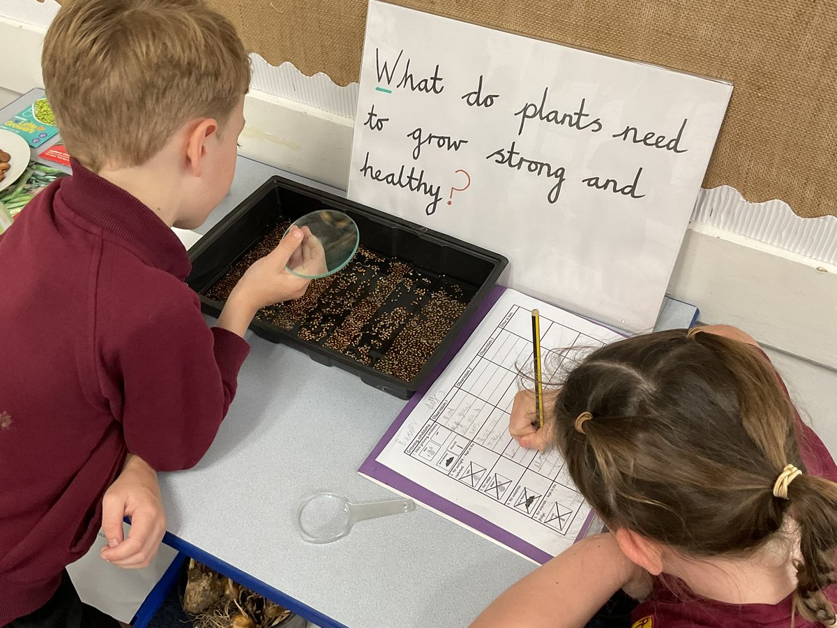 PDA_Y2's tweet image. Developing our working scientifically skills as we observe our plant investigation on day 3. #pdascience 👀⭐️👀⭐️👀