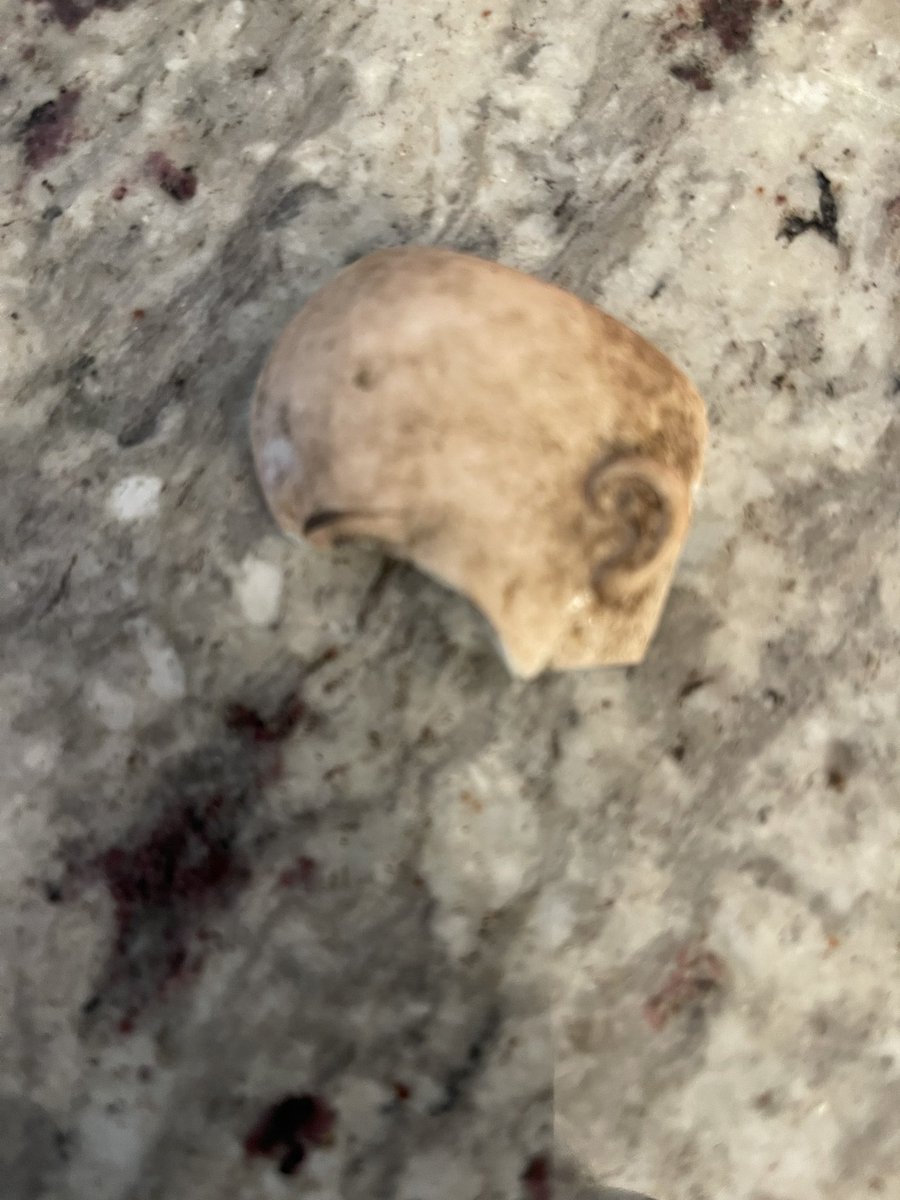 sasysquatchgirl's tweet image. Wandering another old mill village and found part of this creepy porcelain doll head…
#mill #nature #history #abandoned #ruins